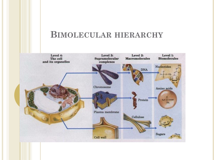b imolecular hierarchy