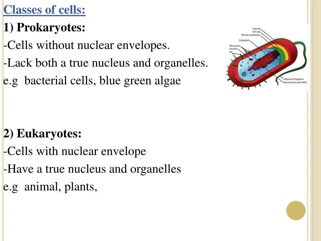 classes of cells 1 prokaryotes cells without