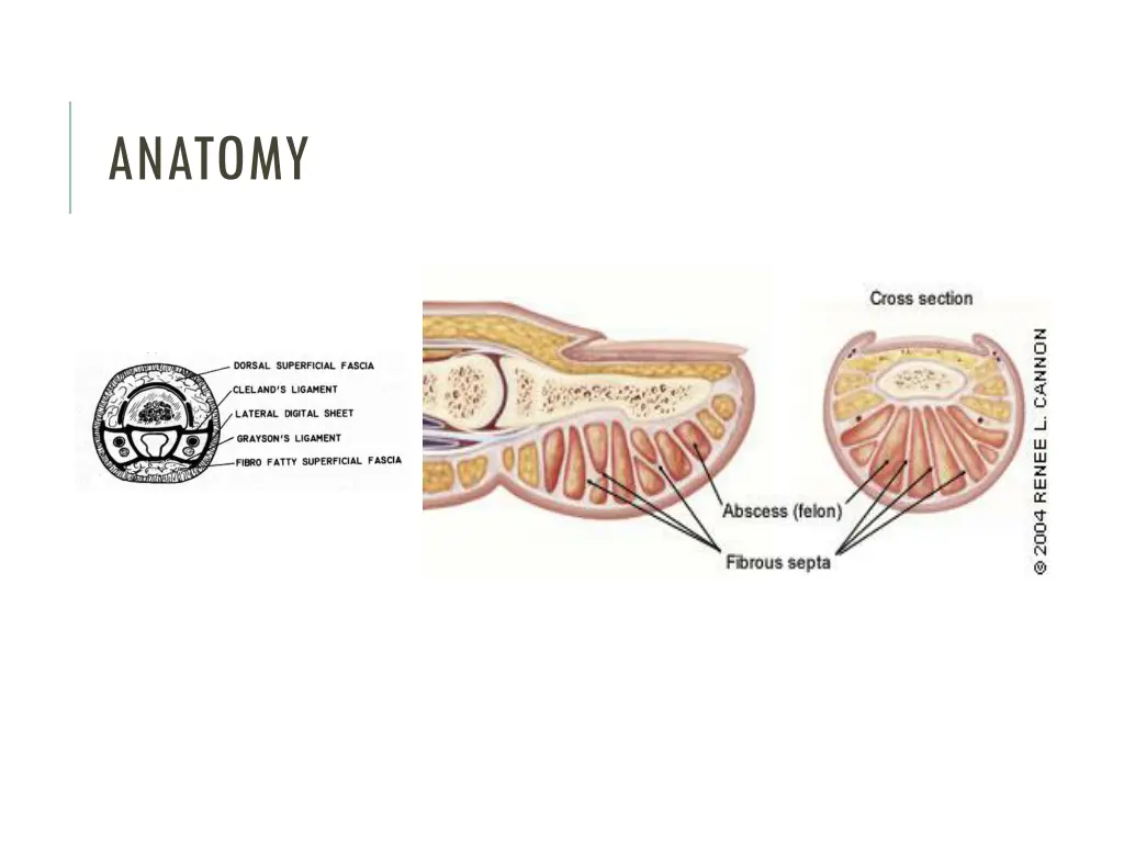 anatomy