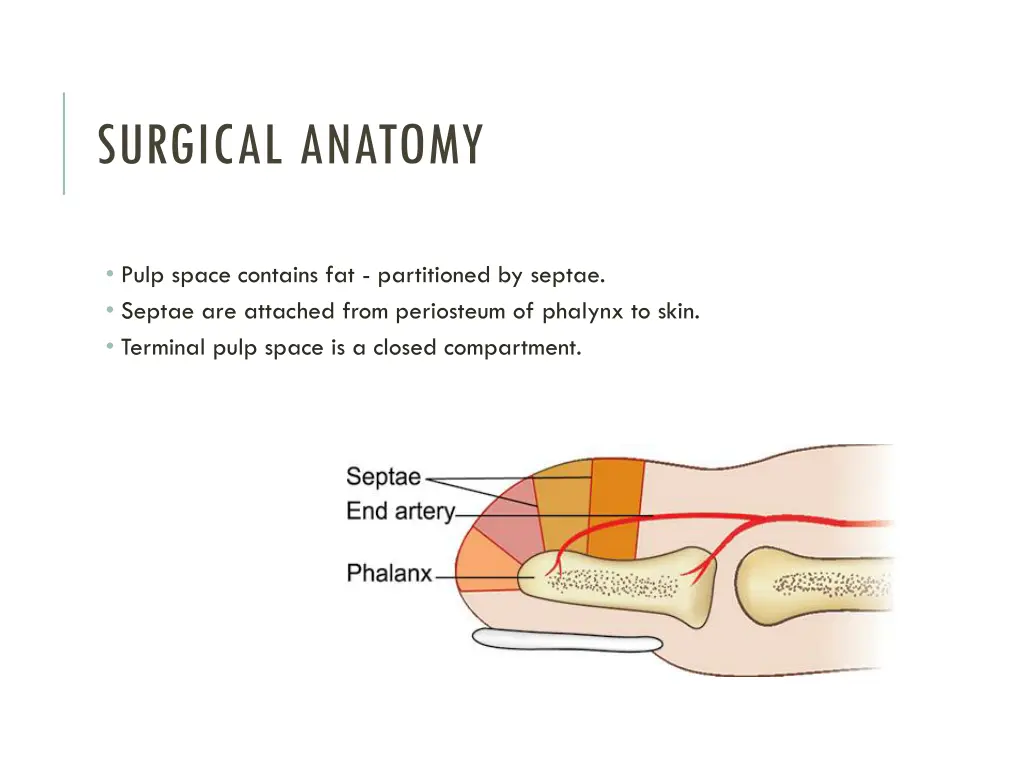 surgical anatomy