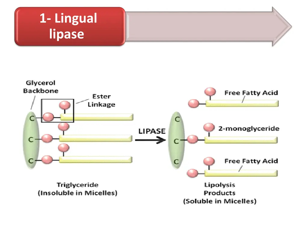 1 lingual lipase 1