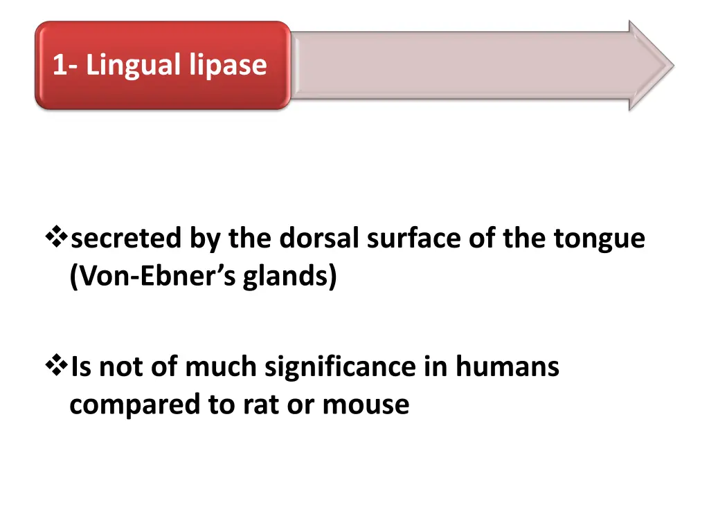 1 lingual lipase