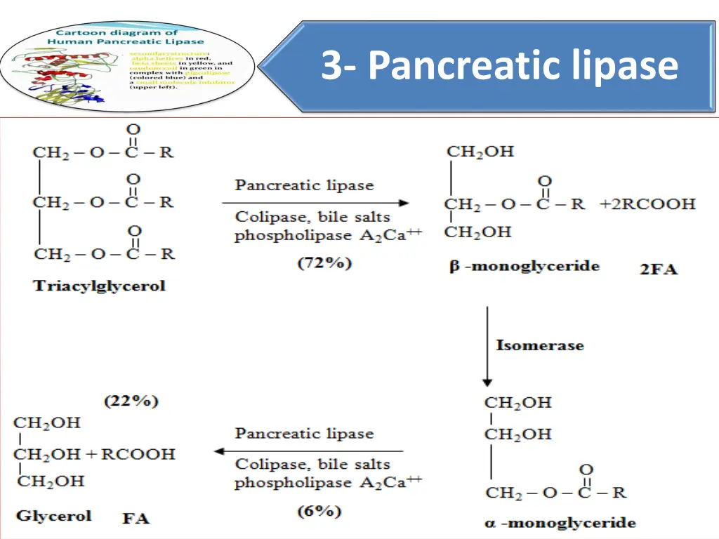 3 pancreatic lipase