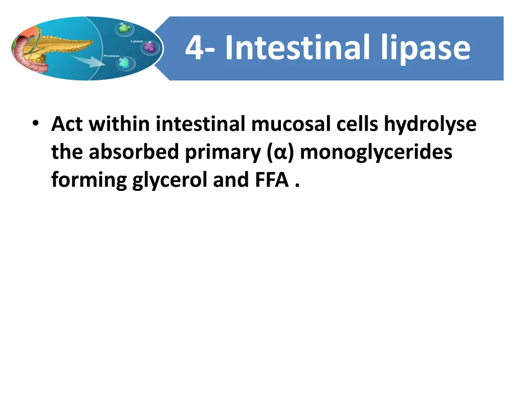 4 intestinal lipase