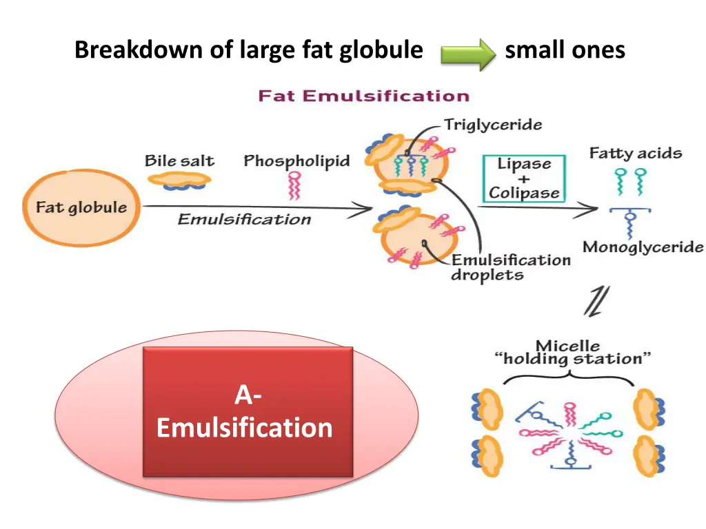 breakdown of large fat globule small ones