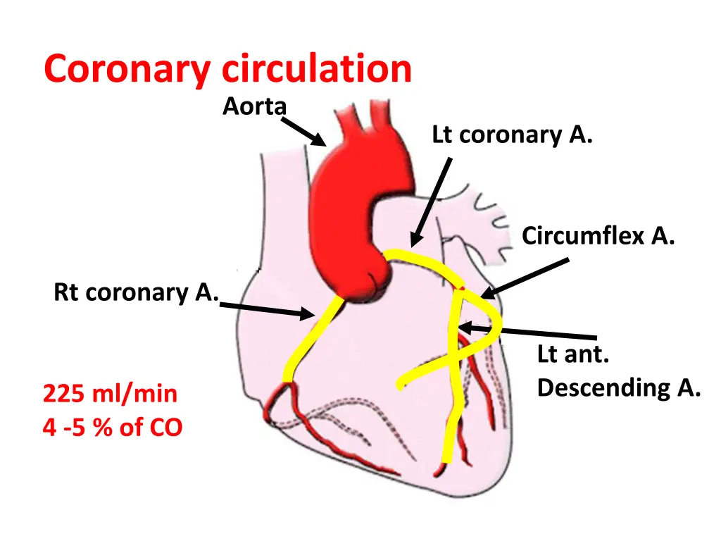 coronary circulation aorta