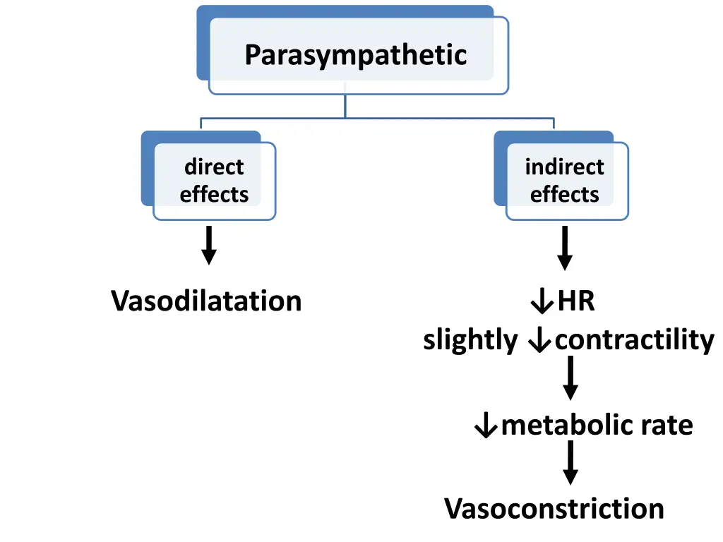 parasympathetic