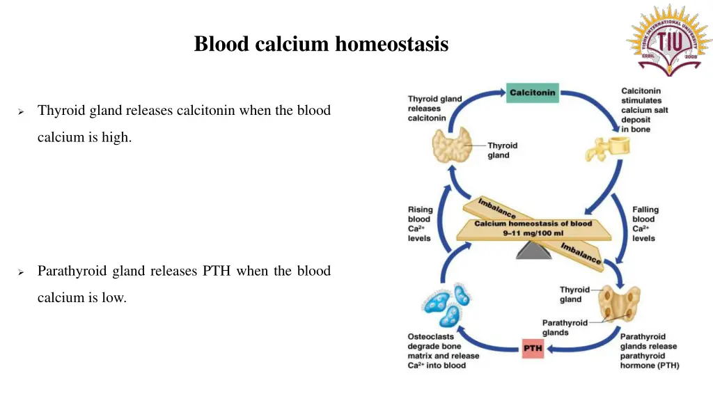 blood calcium homeostasis