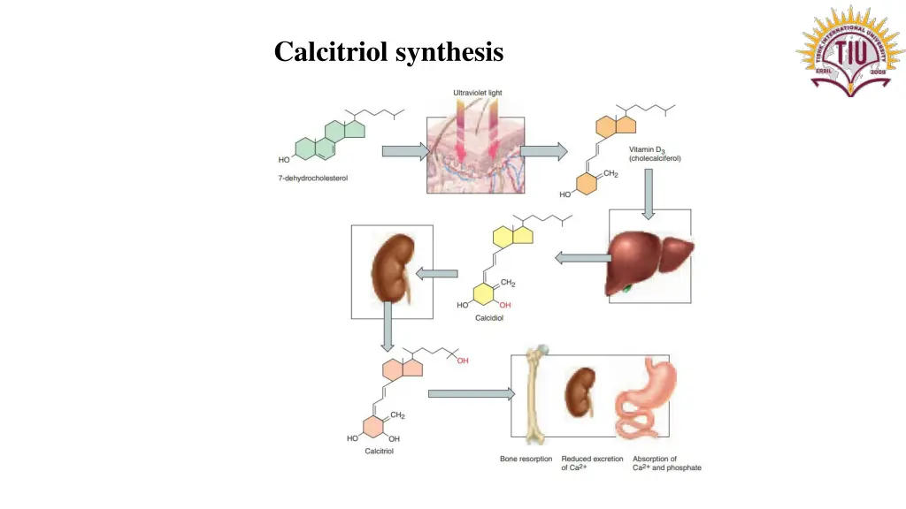 calcitriol synthesis 1