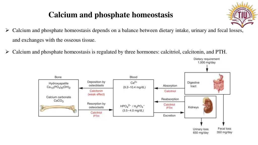 calcium and phosphate homeostasis