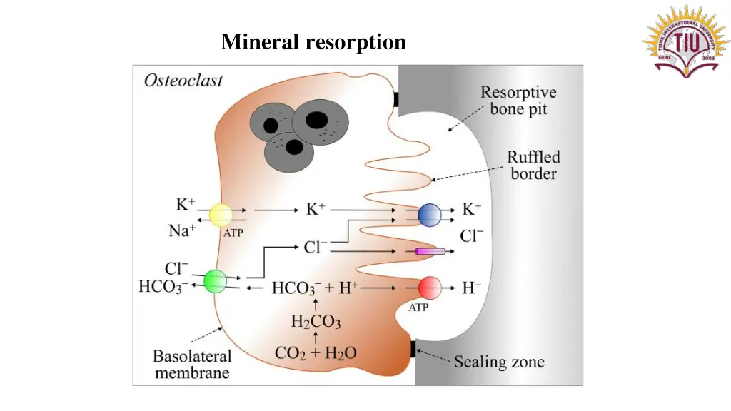 mineral resorption