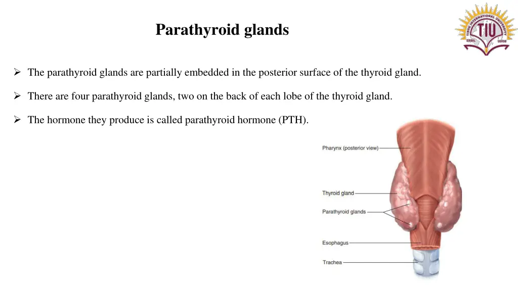 parathyroid glands