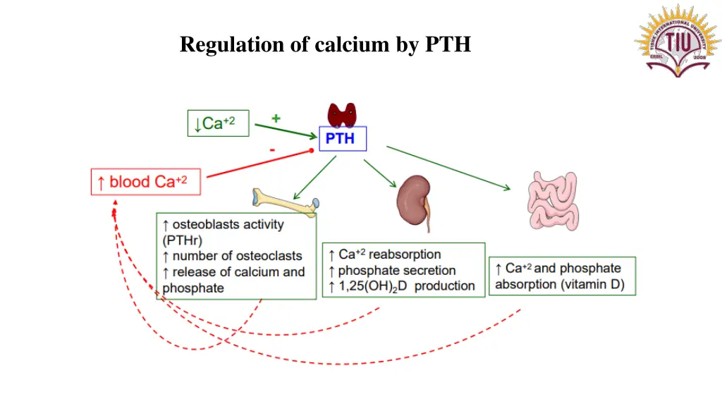 regulation of calcium by pth