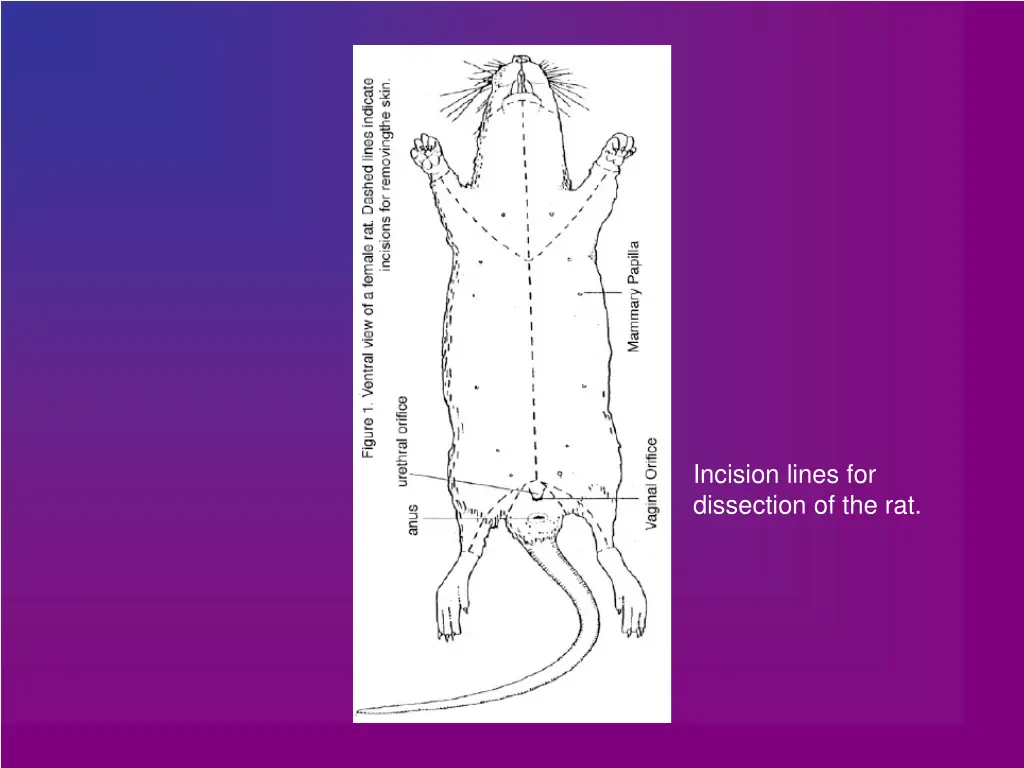 incision lines for dissection of the rat