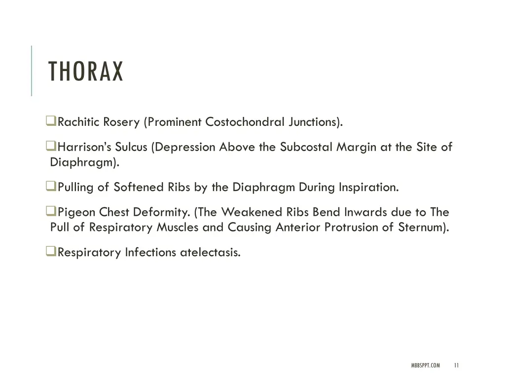 thorax