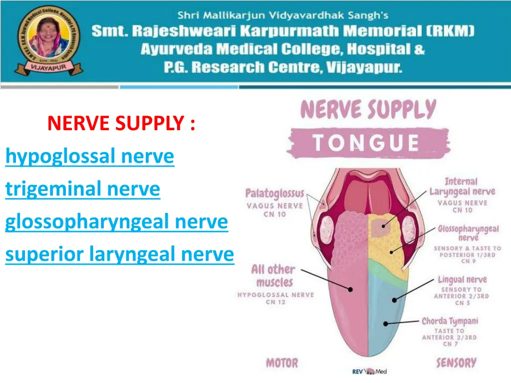 nerve supply hypoglossal nerve trigeminal nerve