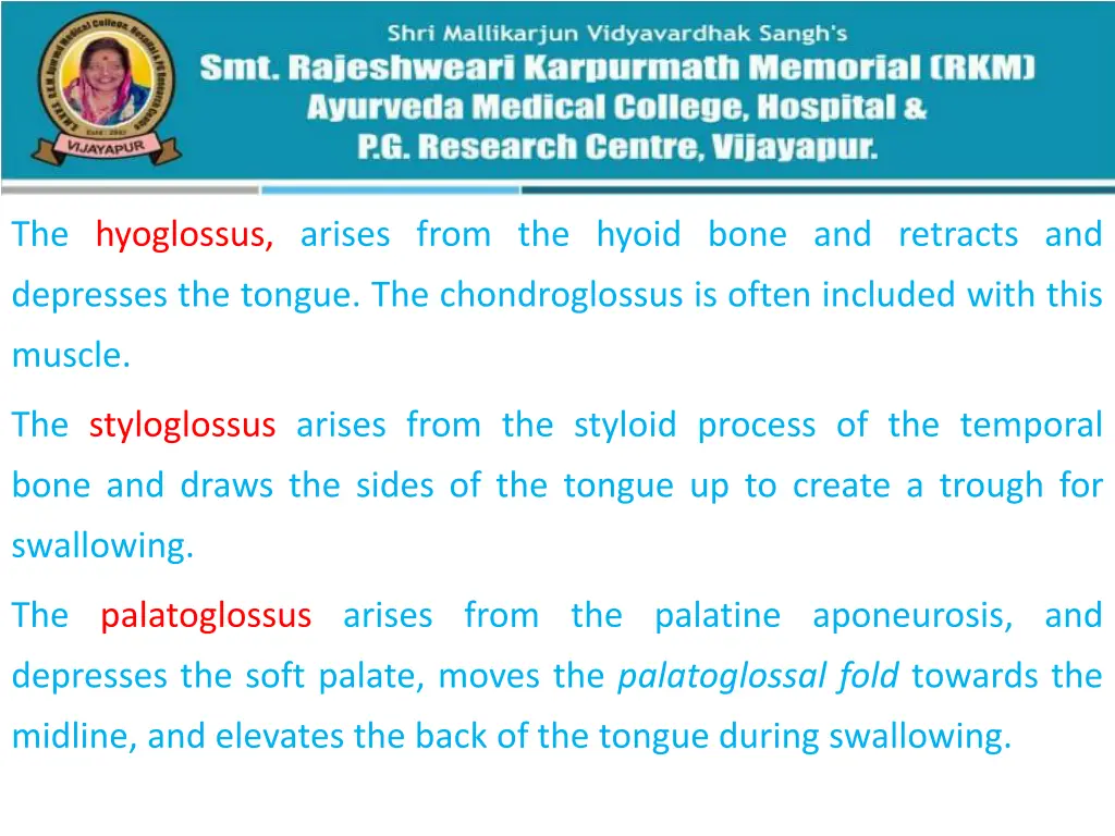 the hyoglossus arises from the hyoid bone
