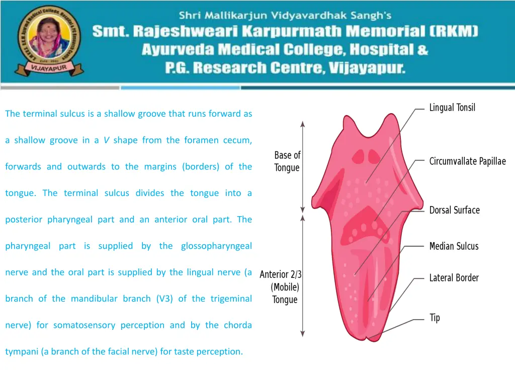 the terminal sulcus is a shallow groove that runs