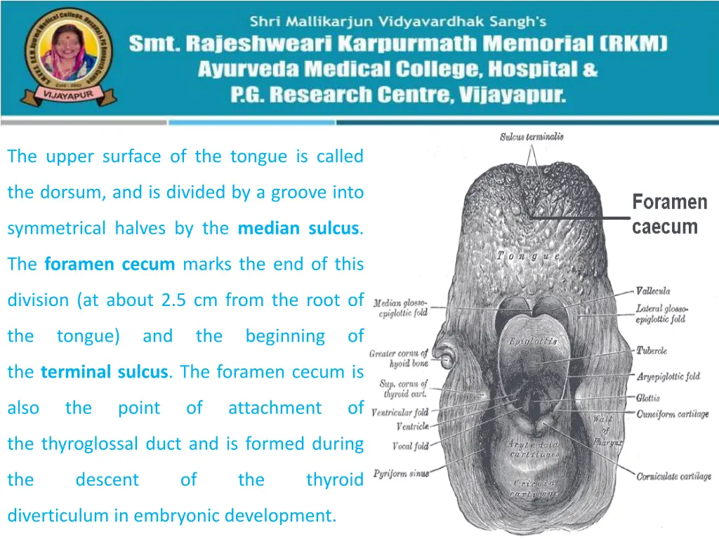 the upper surface of the tongue is called