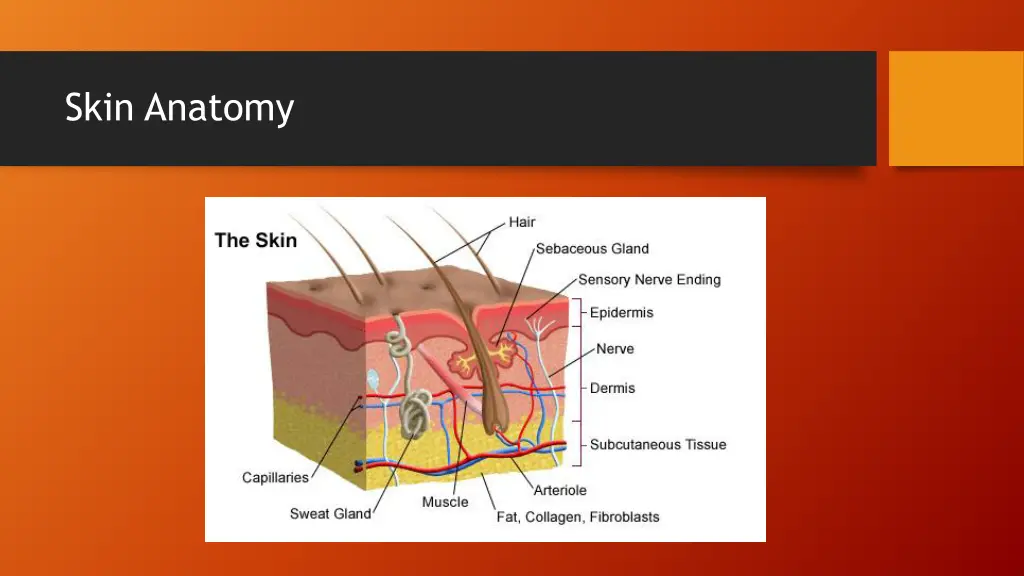 skin anatomy