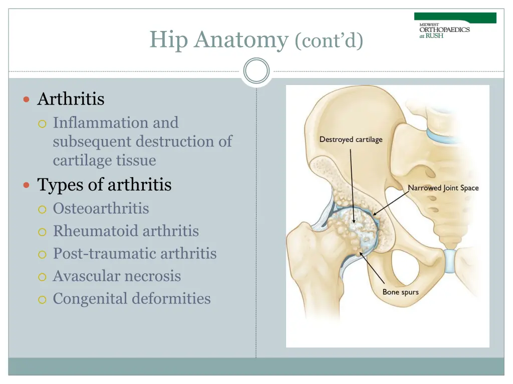 hip anatomy cont d