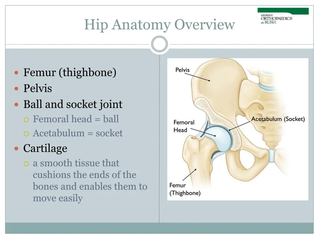 hip anatomy overview