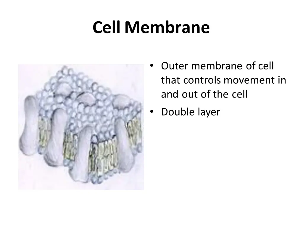 cellmembrane