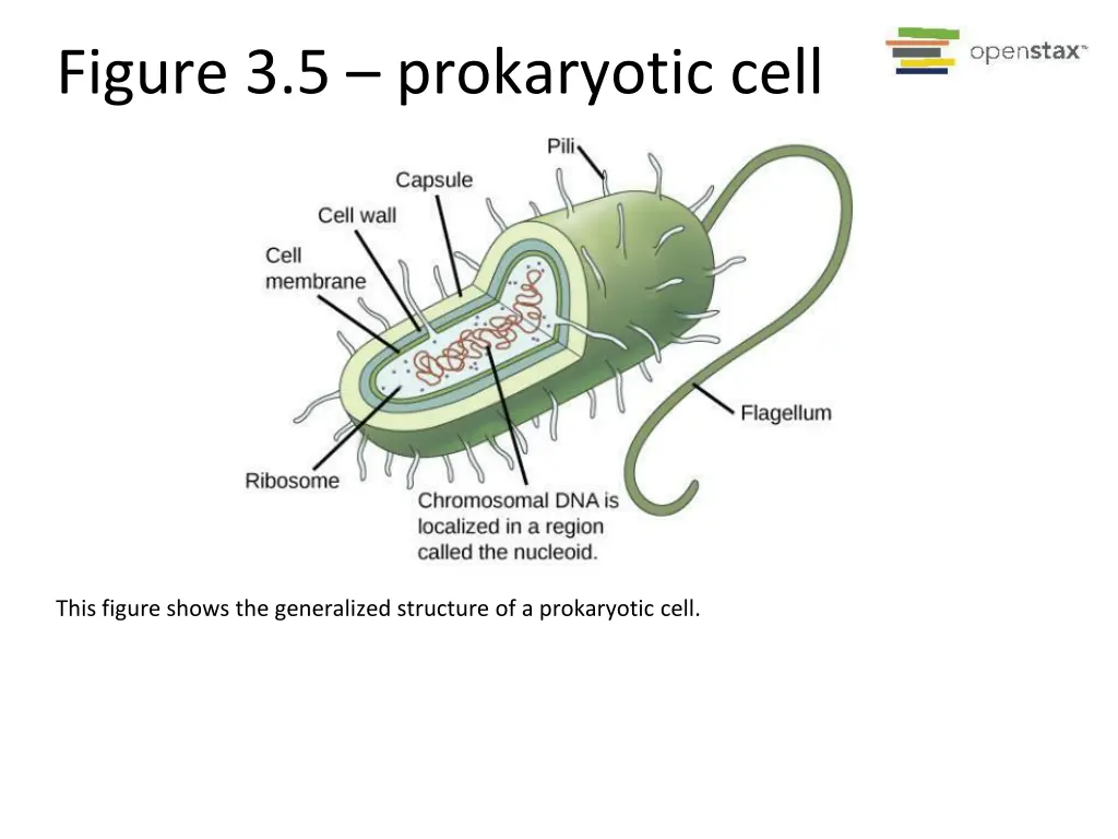figure 3 5 prokaryotic cell