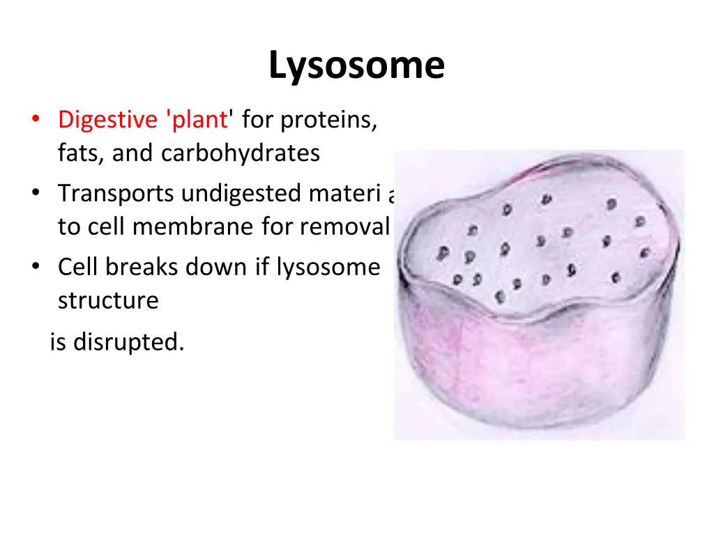 lysosome