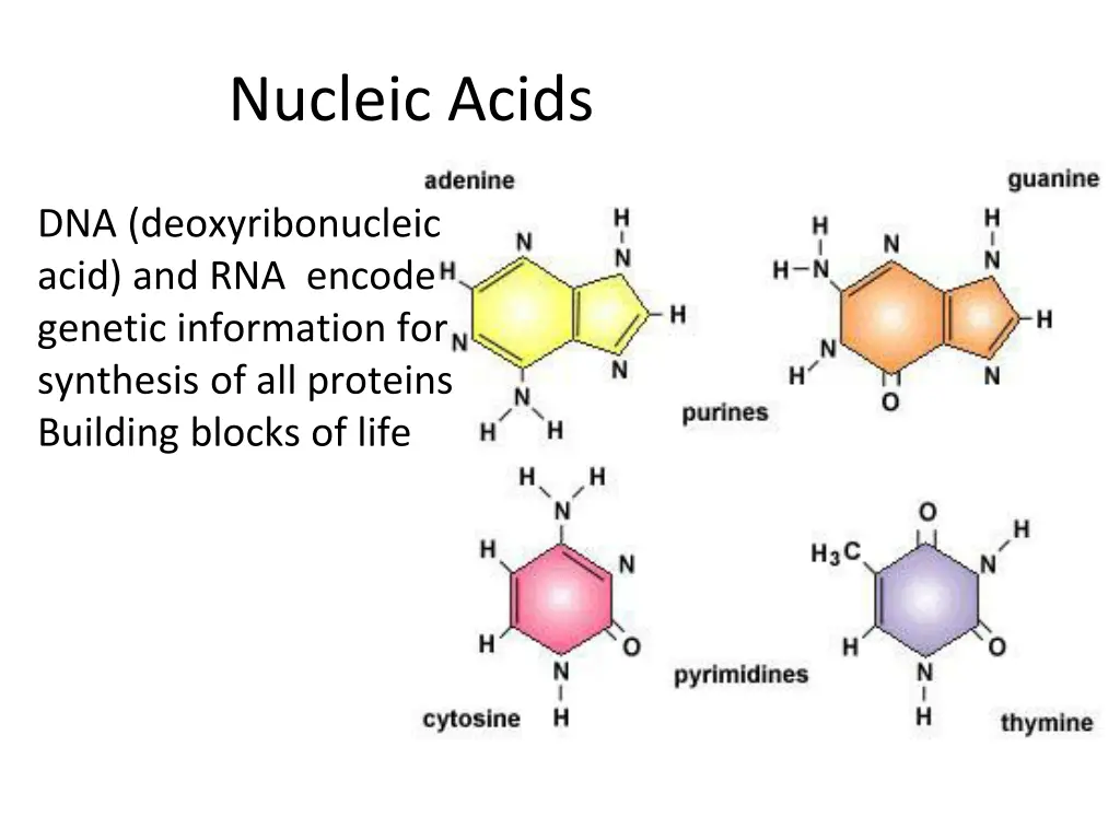 nucleic acids