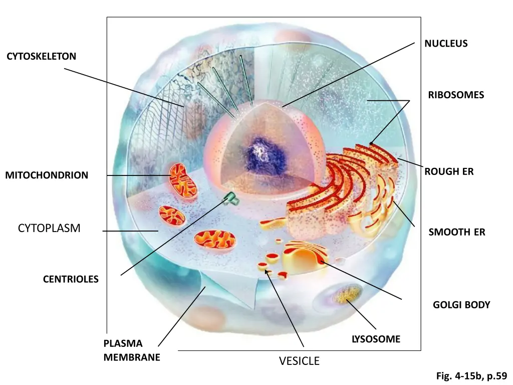 nucleus 3