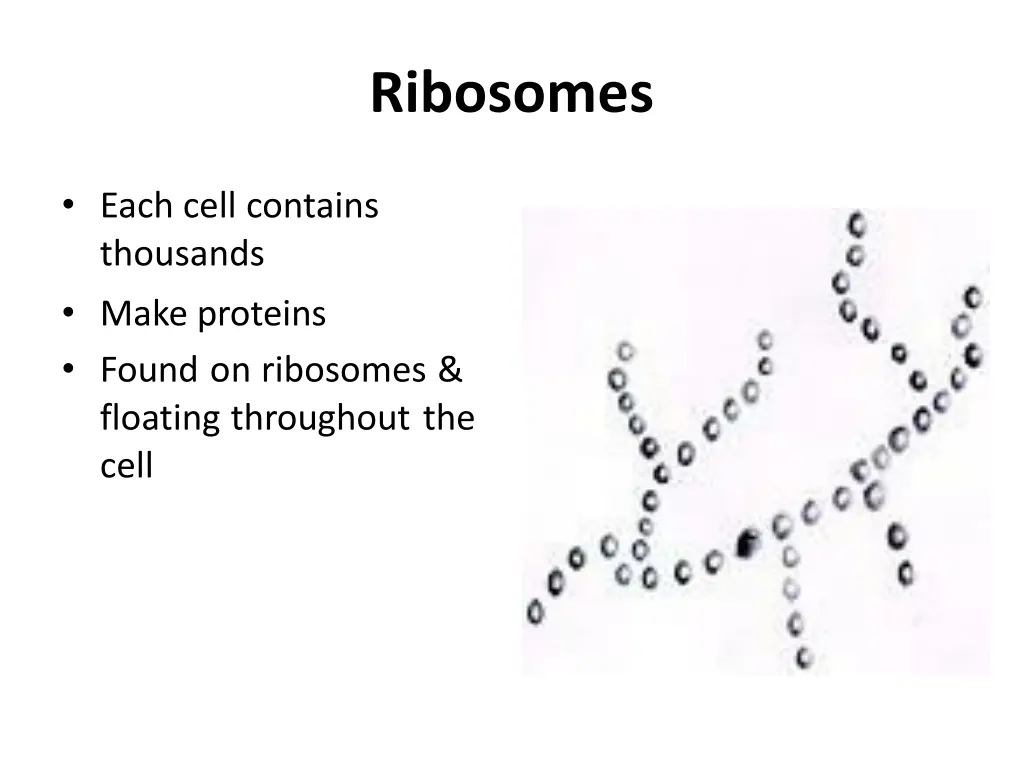 ribosomes 1