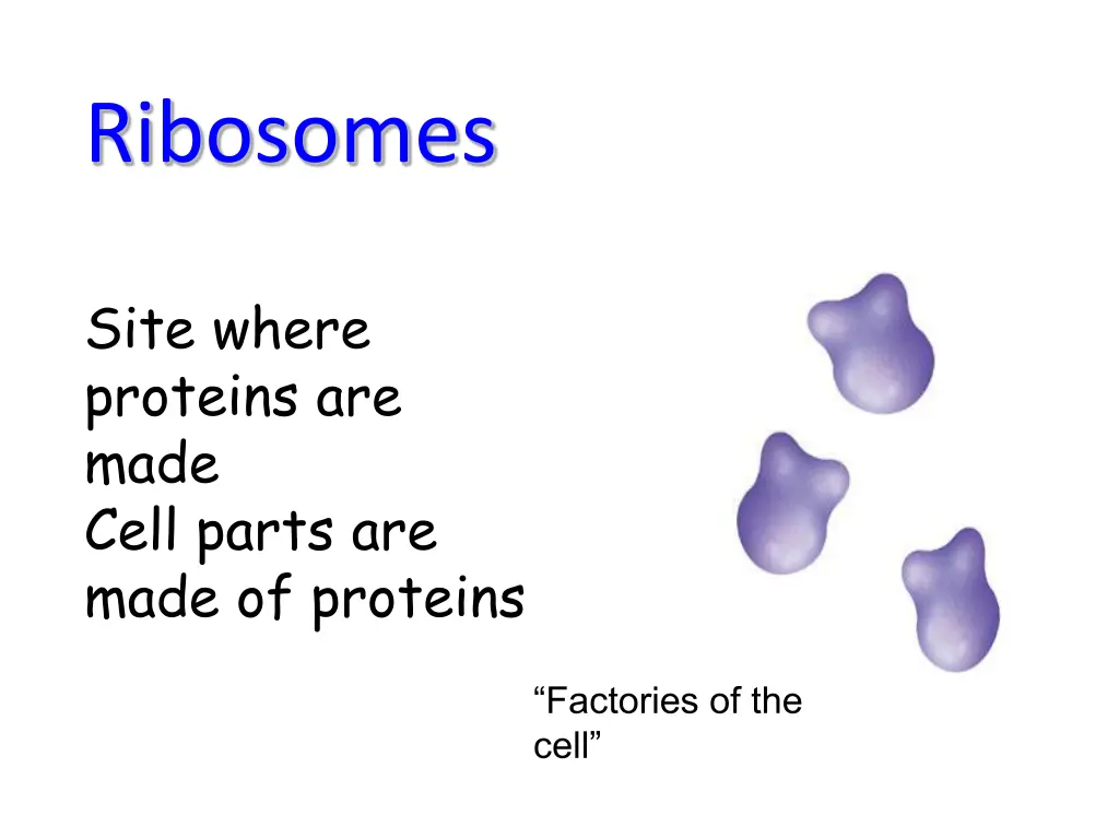 ribosomes