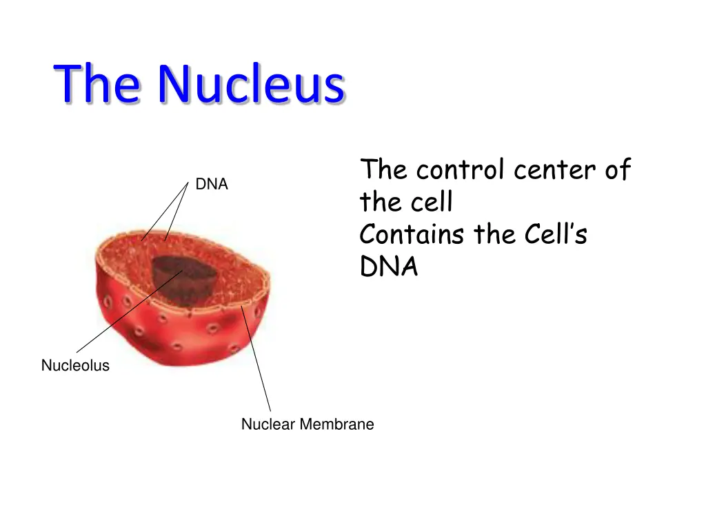 the nucleus
