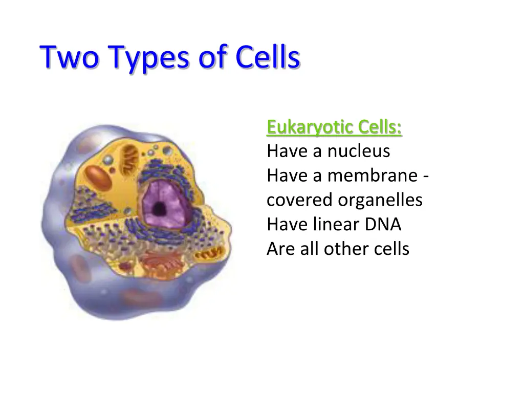 two types of cells 1