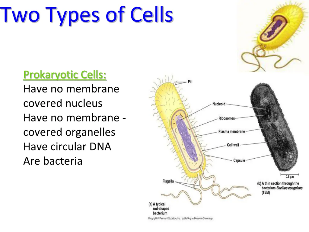 two types of cells