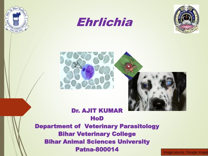 bihar animal sciences university