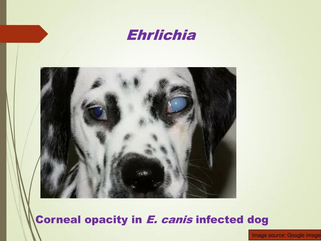 ehrlichia