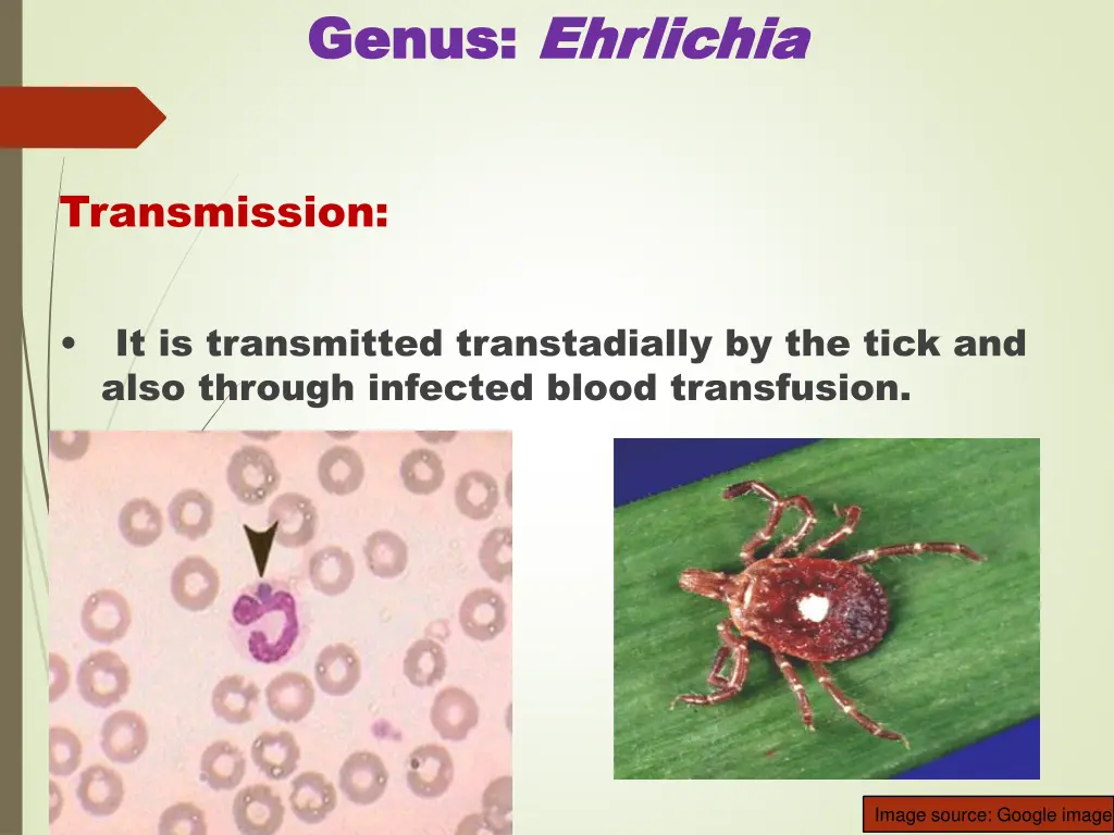 genus genus ehrlichia ehrlichia 1