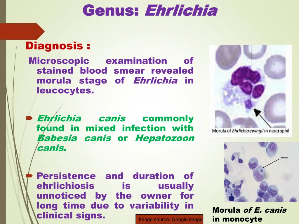 genus genus ehrlichia ehrlichia 3