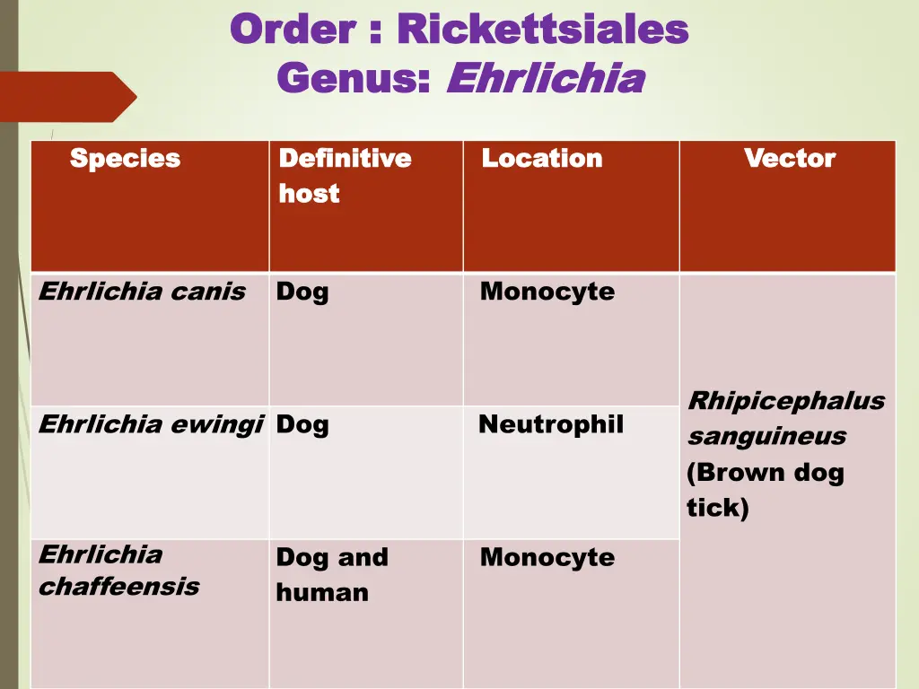 order order rickettsiales rickettsiales genus 1