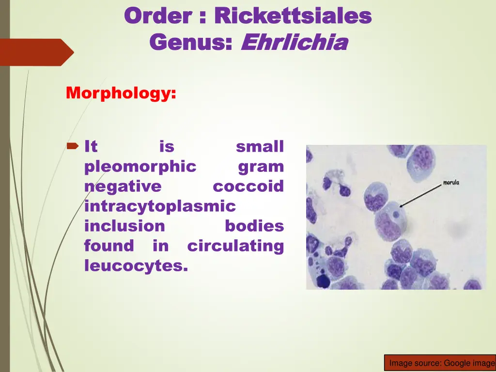 order order rickettsiales rickettsiales genus