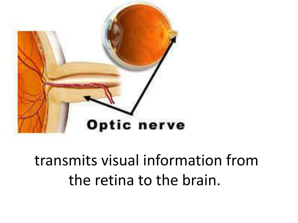 transmits visual information from the retina