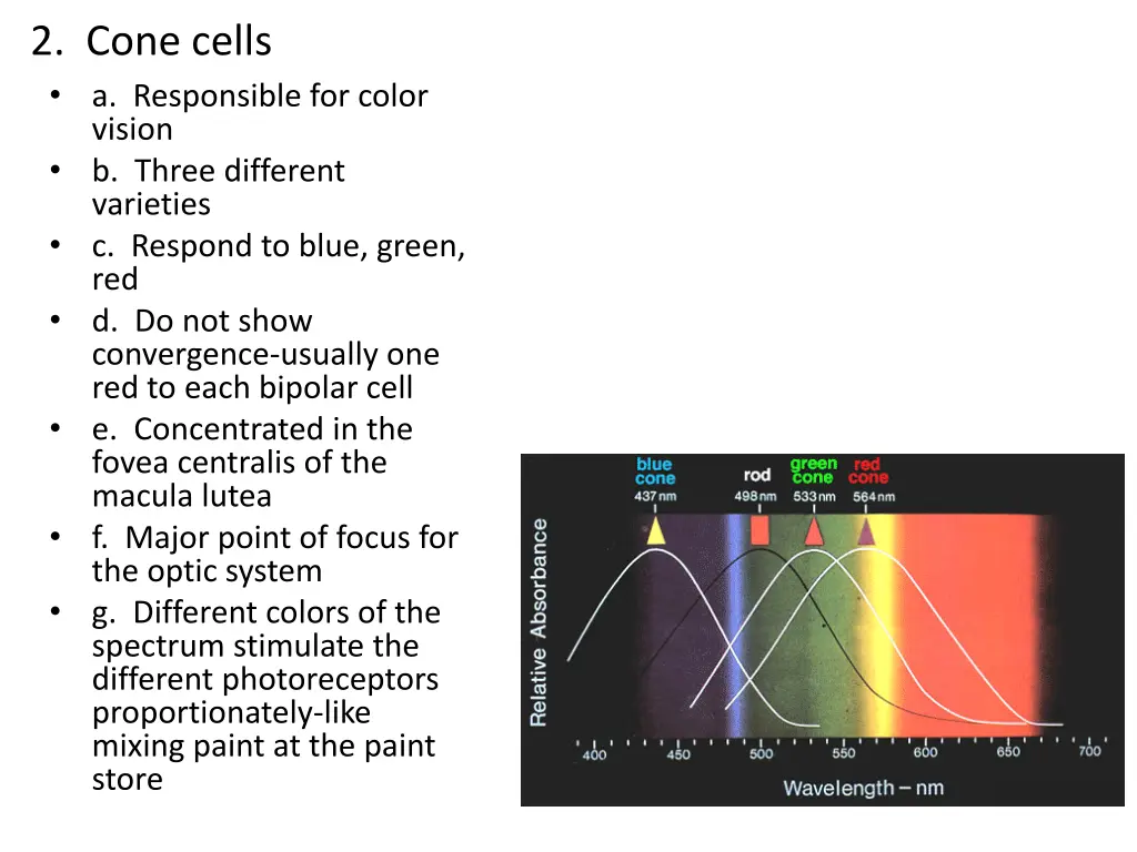 2 cone cells a responsible for color vision