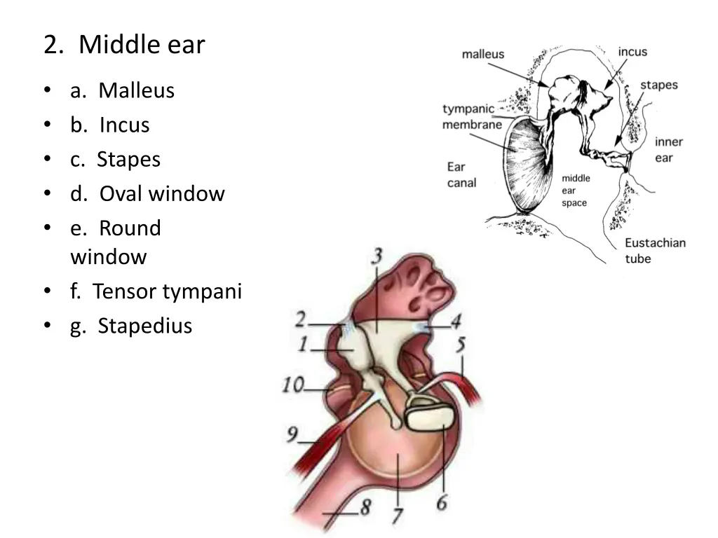 2 middle ear