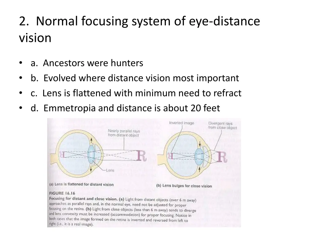 2 normal focusing system of eye distance vision