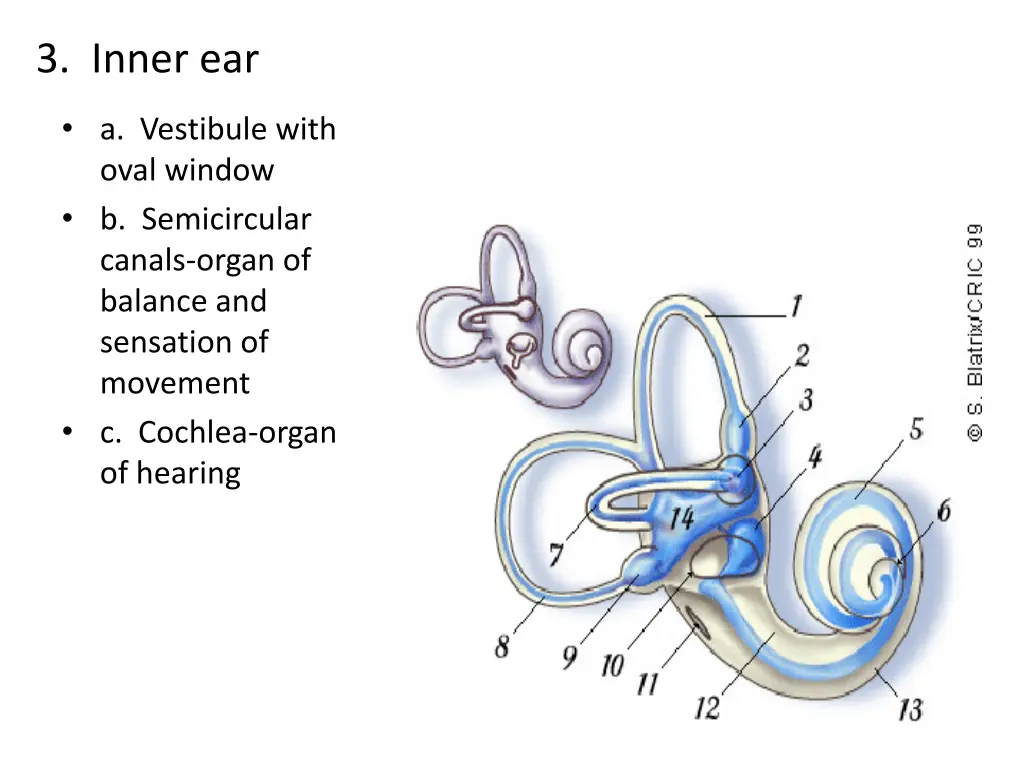 3 inner ear