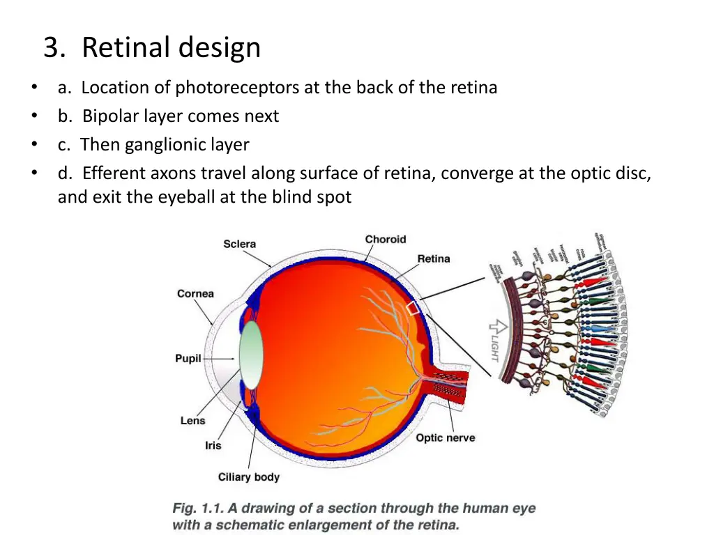 3 retinal design