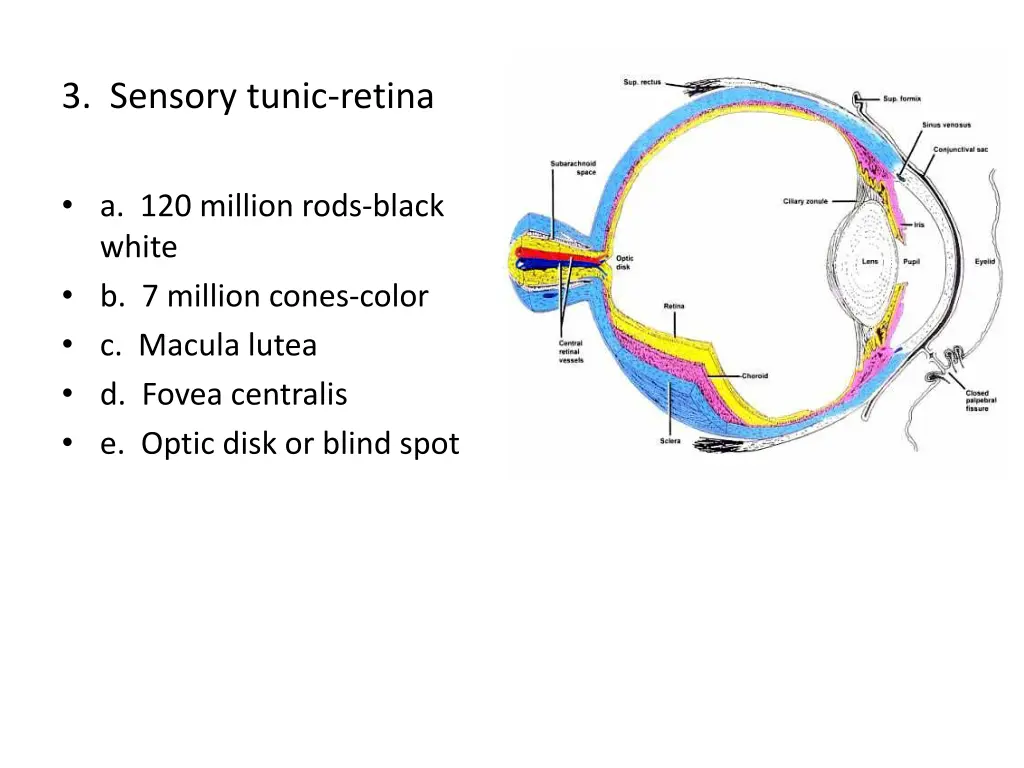 3 sensory tunic retina