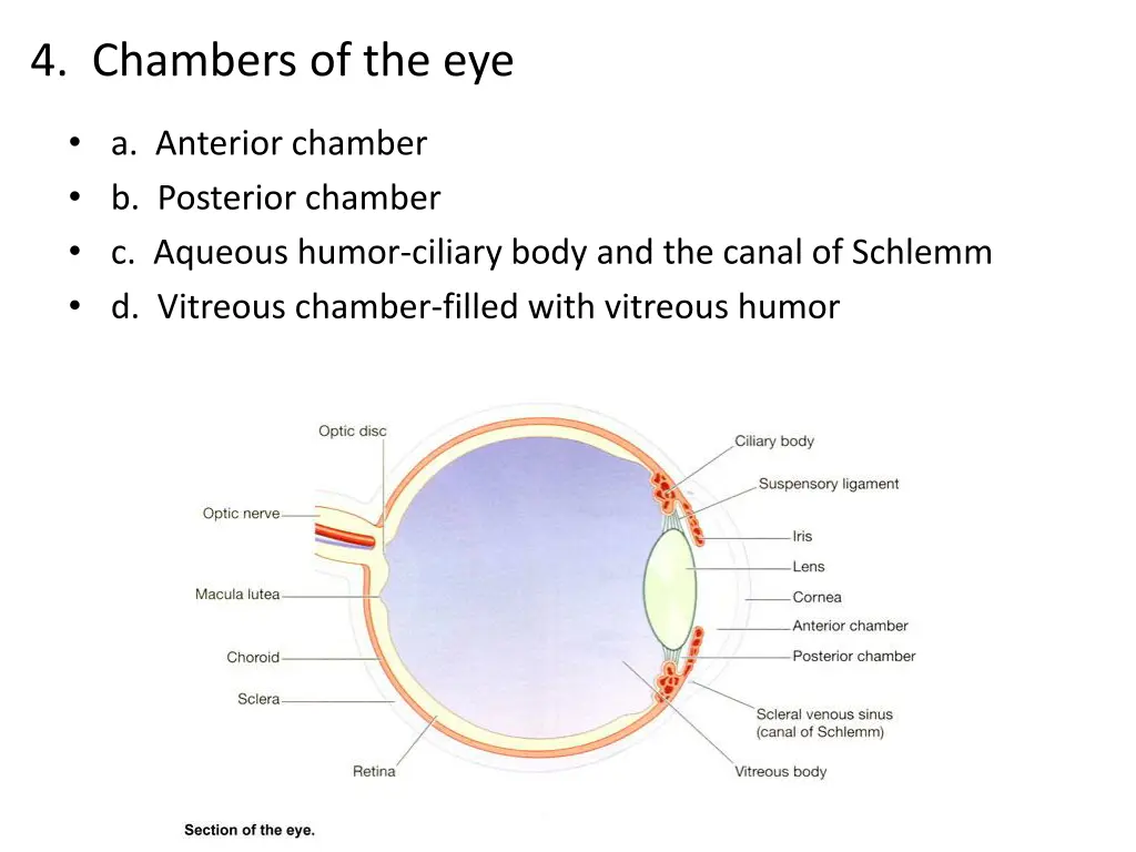4 chambers of the eye